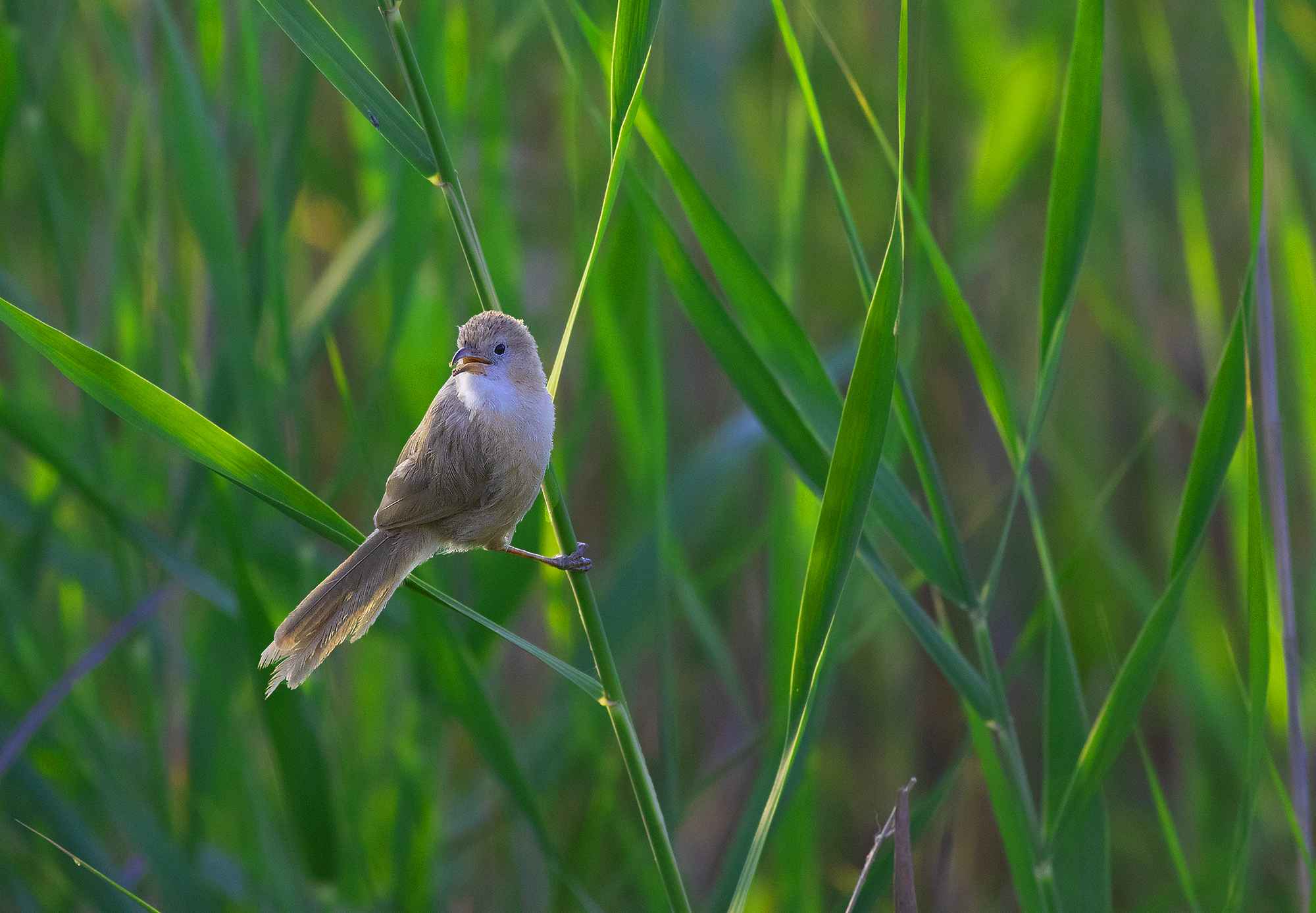 Iraq Babbler
